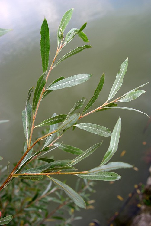 feuille