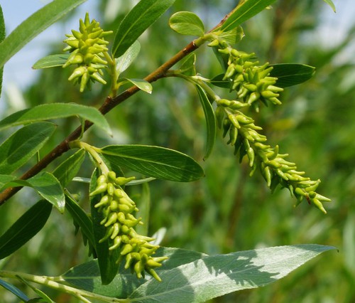 fruit