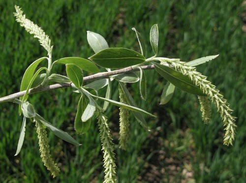 inflorescence femelle