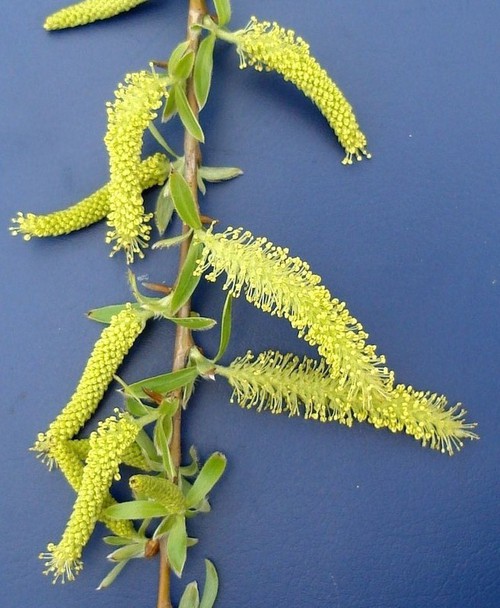 inflorescence mâle