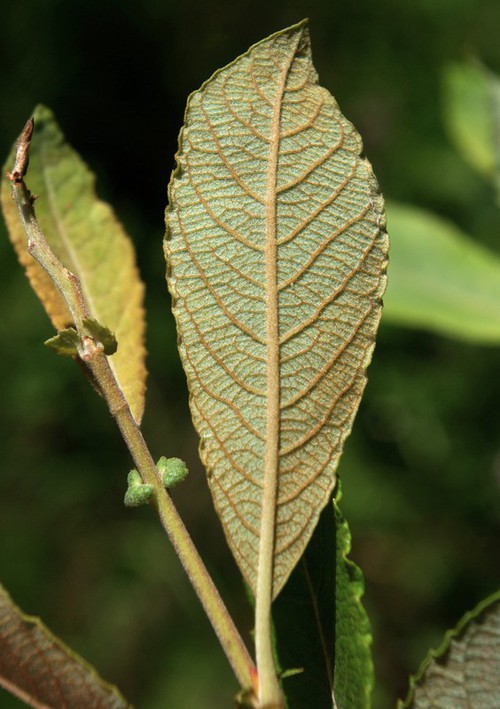 détail feuille