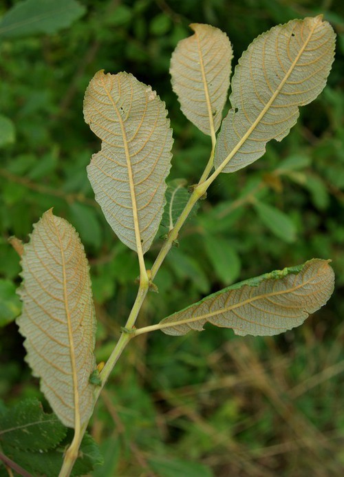 feuille