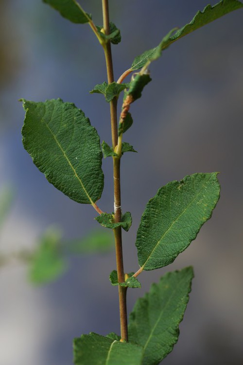 feuille