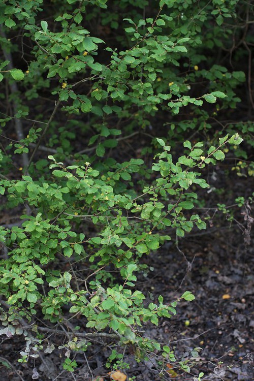 Plante entière