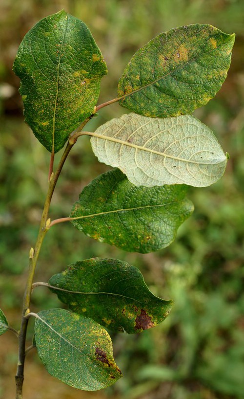 feuille