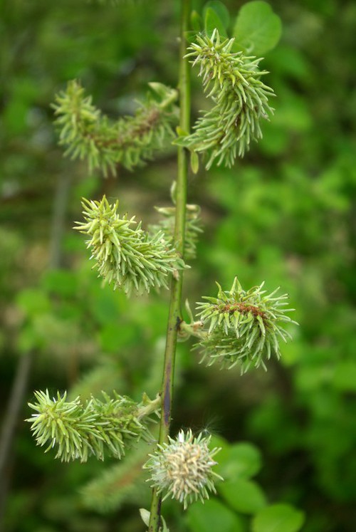fruit