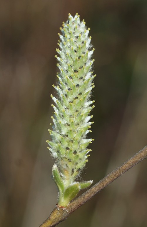 inflorescence femelle
