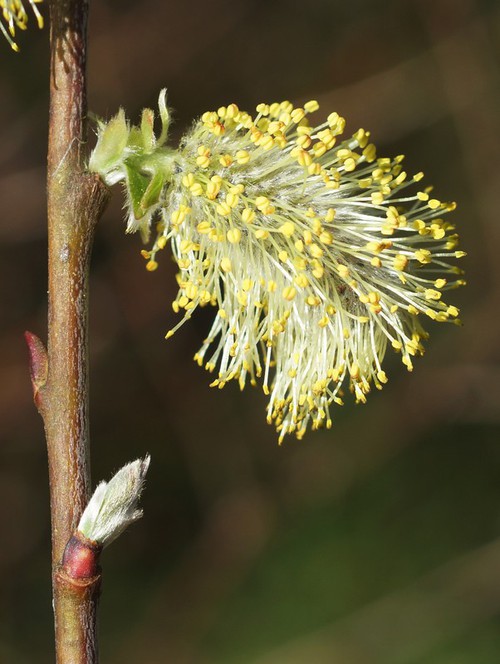 inflorescence mâle