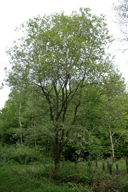 Plante entière