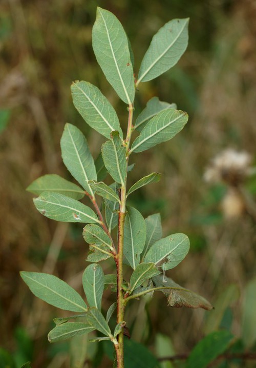 feuille