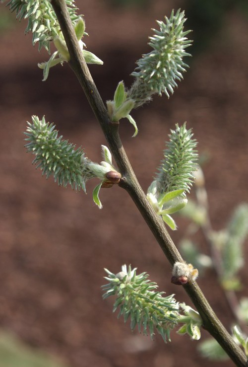 fruit