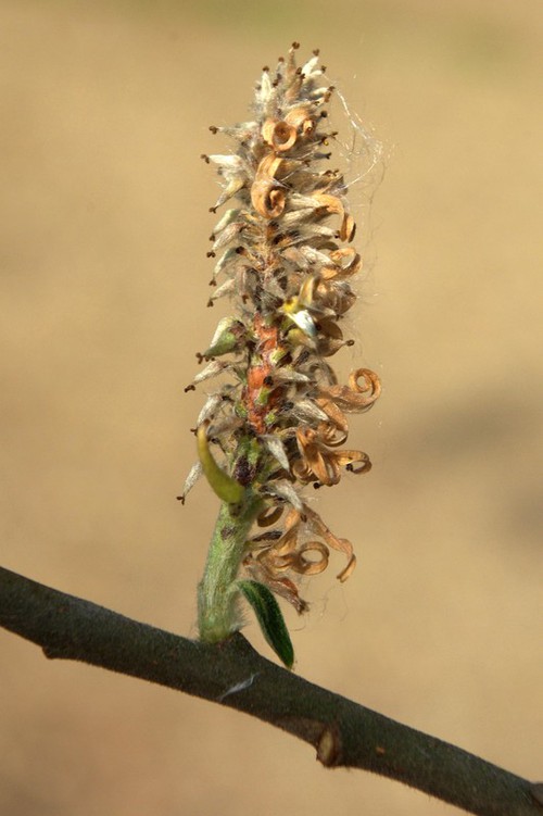 inflorescence femelle