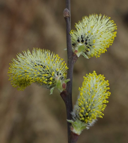inflorescence mâle