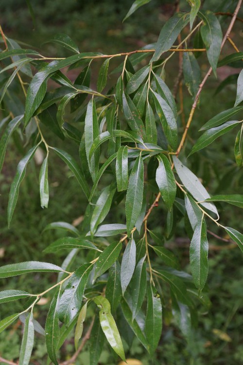 feuille
