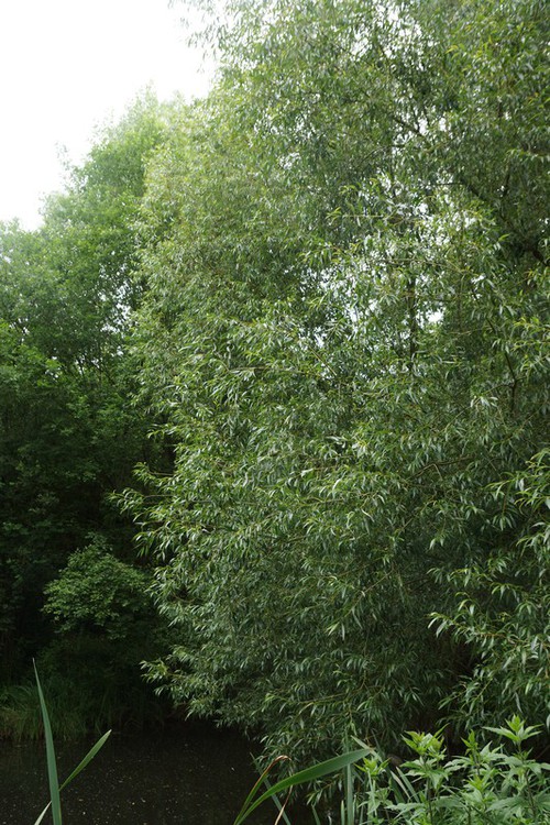 Plante entière