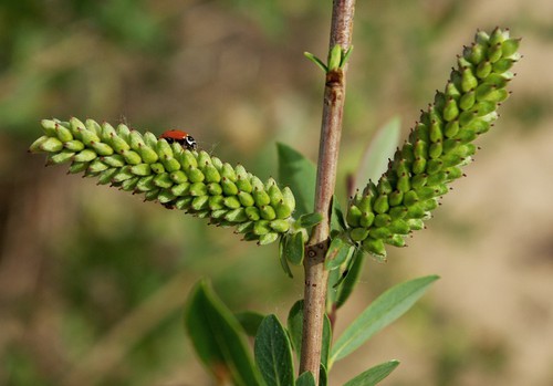fruit