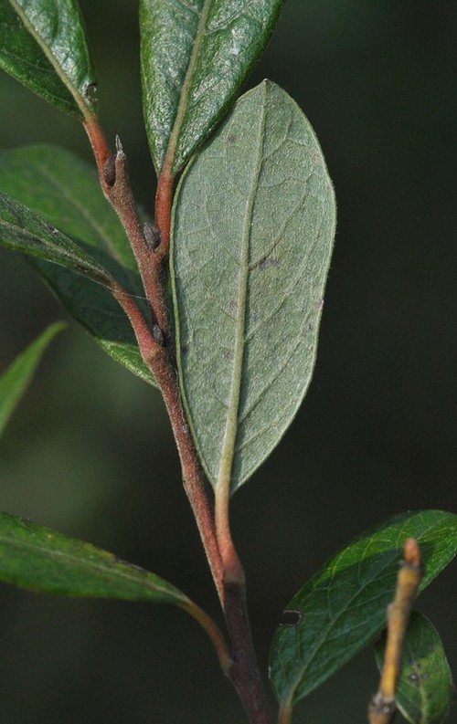 détail feuille