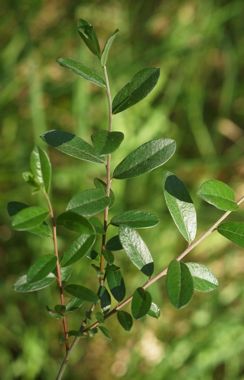 feuille