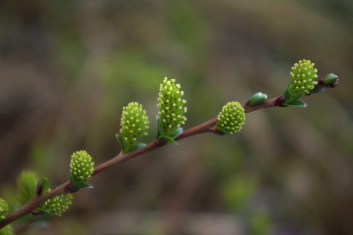 inflorescence mâle