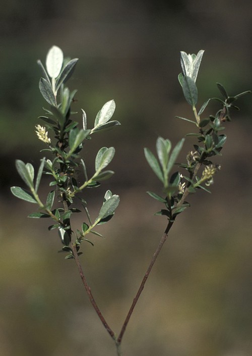 Plante entière
