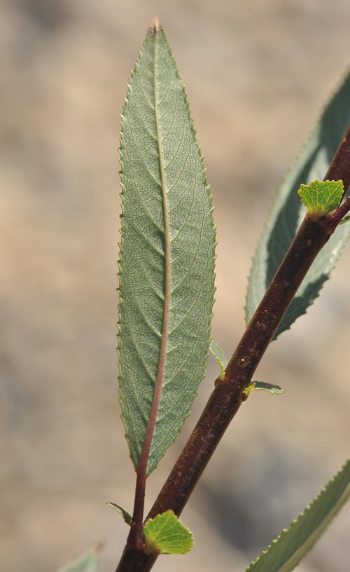 détail feuille