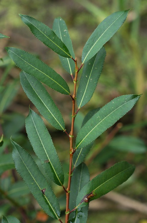 feuille