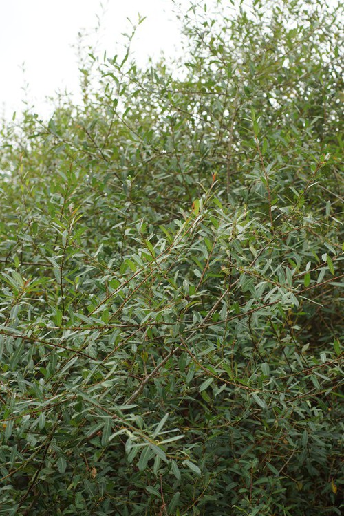 Plante entière