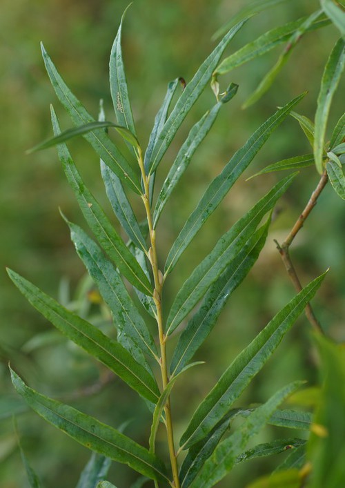 feuille