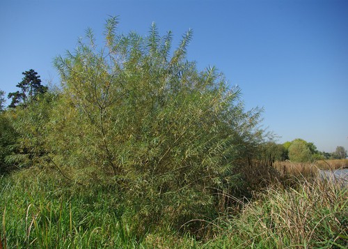 Plante entière