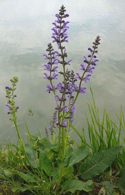 Plante entière