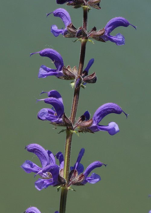 détail fleur