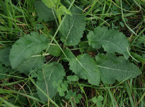 feuille