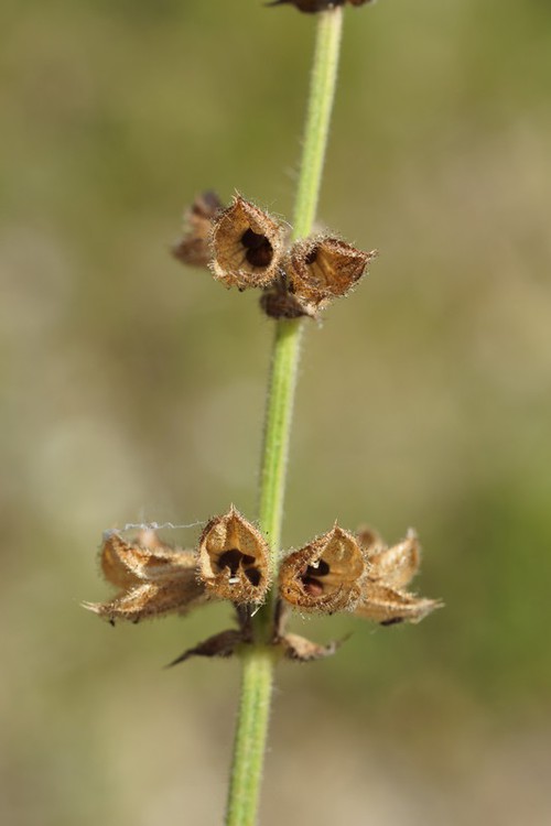 fruit