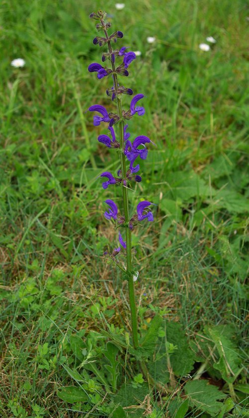 inflorescence