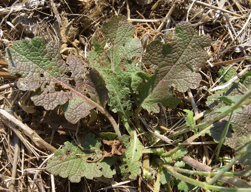 feuille basale