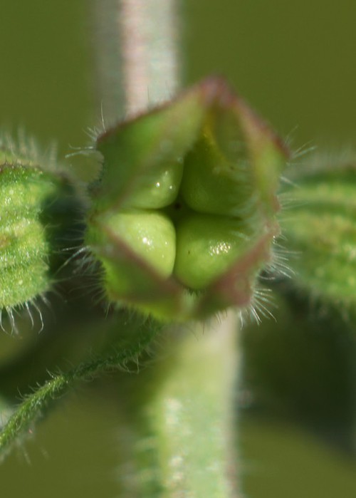 fruit