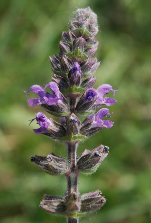 inflorescence