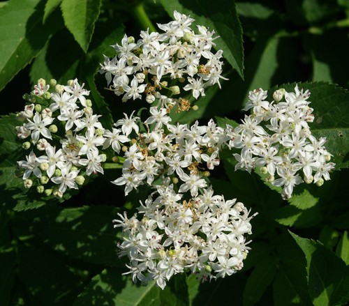 détail fleur