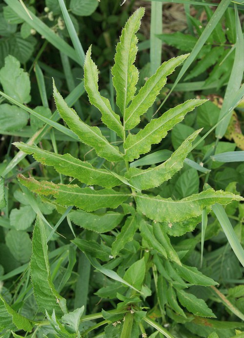 feuille