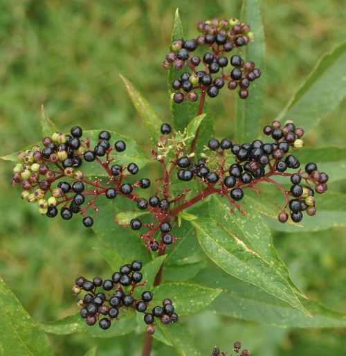 fruit