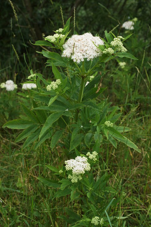 Plante entière