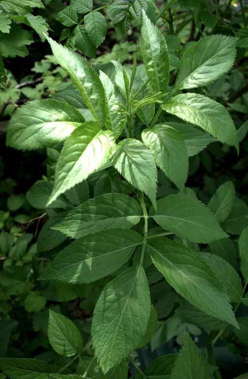 feuille