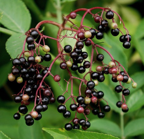 fruit