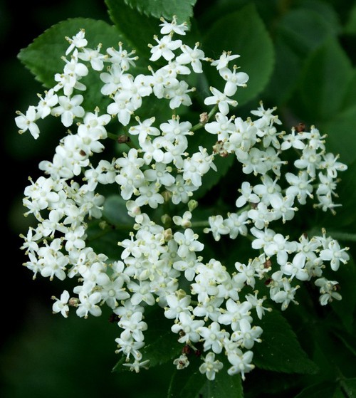 inflorescence