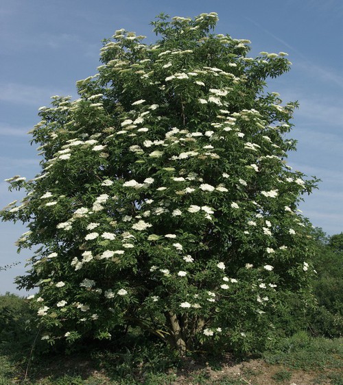 Plante entière