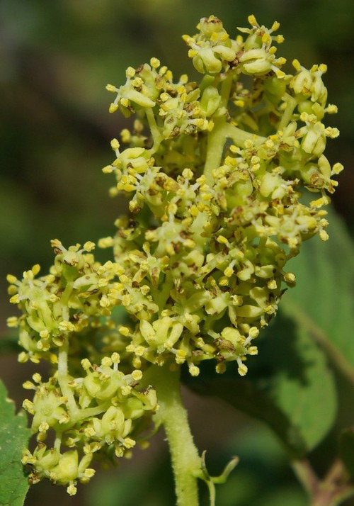 détail fleur