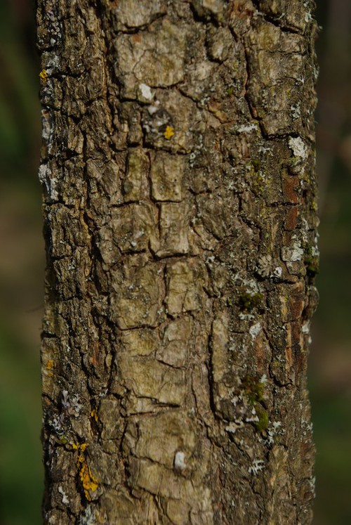 écorce âgée