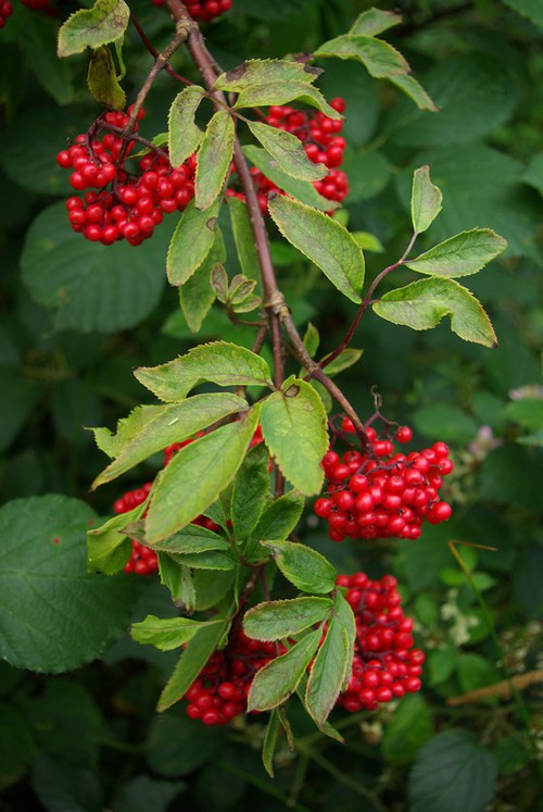 fruit