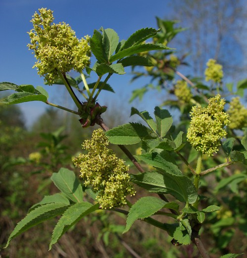 inflorescence