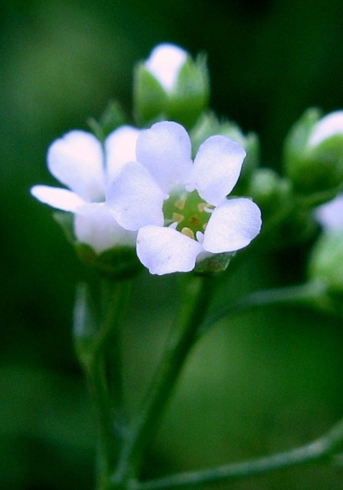détail fleur